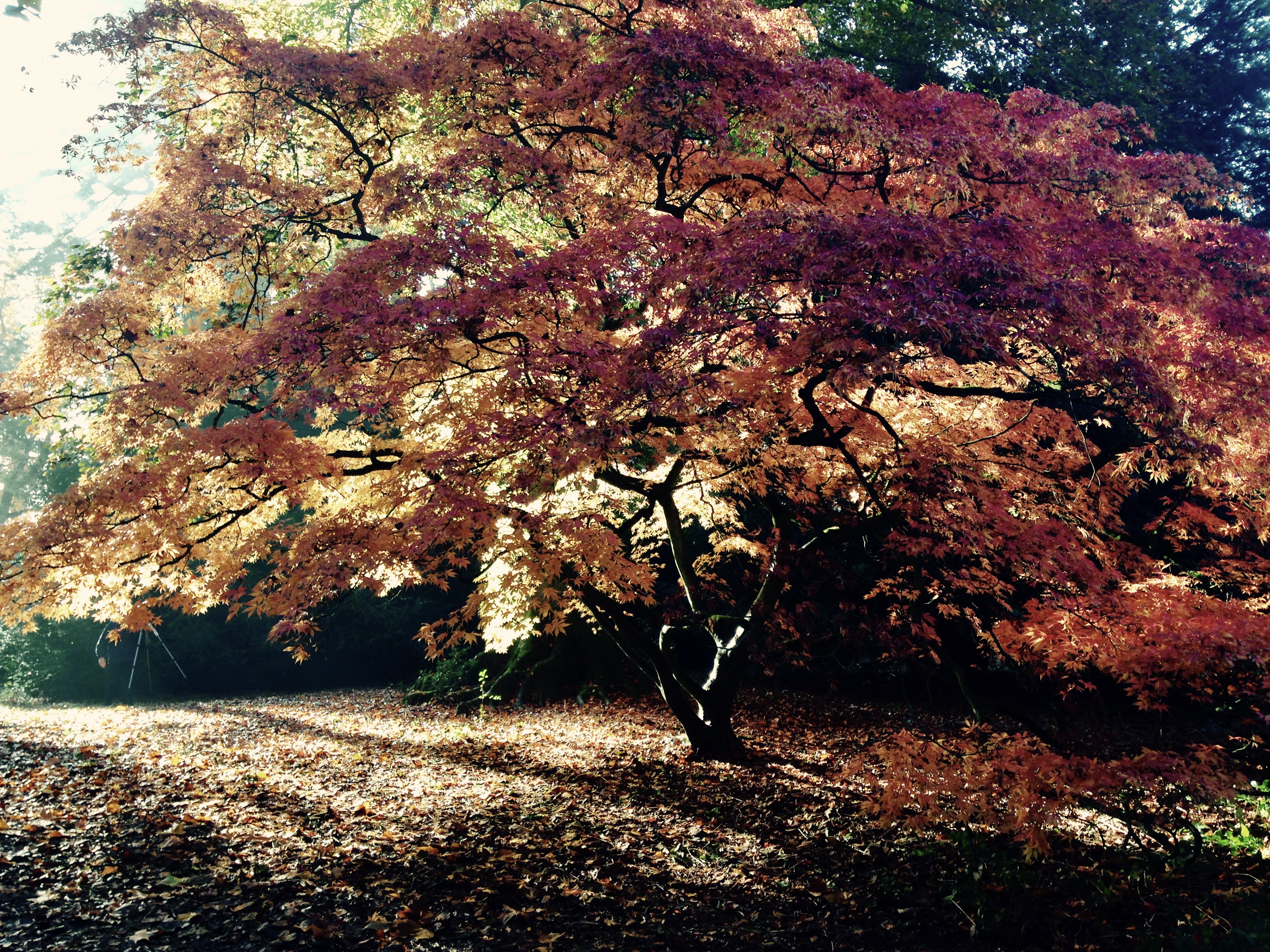 Maple tree in Autumn